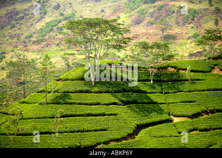 Tea picking Watawala area near Hatton, Central Province, Sri Lanka, Asia Stock Photo