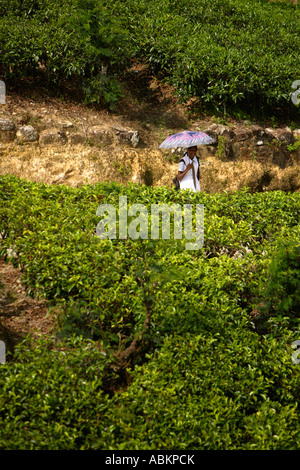 Tea picking Watawala area near Hatton Central Province Sri Lanka Asia Stock Photo