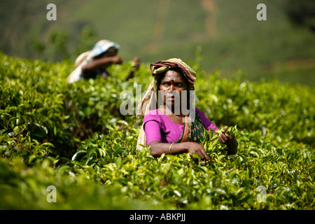 Tea picking Watawala area near Hatton Central Province Sri Lanka Asia Stock Photo