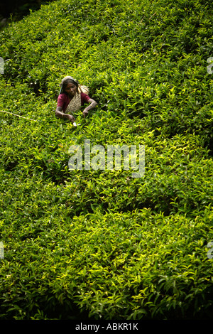 Tea picking, Watawala area near Hatton Central Province, Sri Lanka, Asia Stock Photo