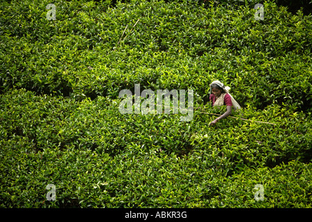 Tea picking, Watawala area near Hatton Central Province, Sri Lanka, Asia Stock Photo