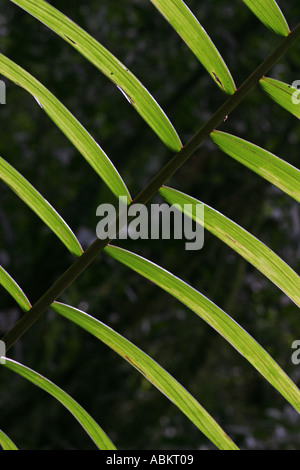 Backlit palm leaf cloud forest, Ecuador, November Stock Photo