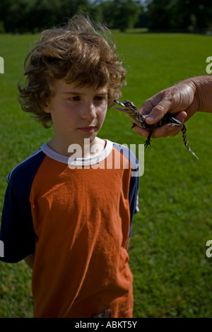 Boy Holding Young American Alligator Alligator mississippiensis Louisiana USA Stock Photo
