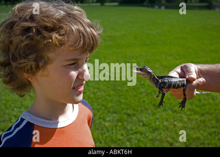Boy Observing Young American Alligator Alligator mississippiensis Louisiana USA Stock Photo