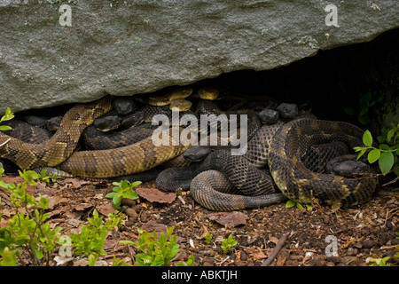 Timber Rattlesnakes Crotalus horridus Pennsylvania Northeastern United States Stock Photo