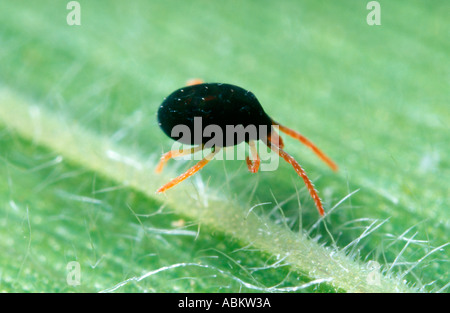 Red legged earth mite super close-up Stock Photo