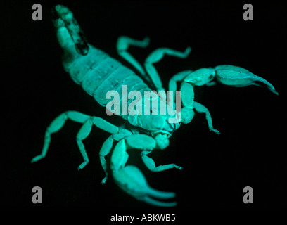 Emperor scorpion, ultraviolet light - Stock Image - C010/8382 - Science  Photo Library