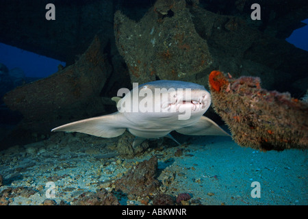 nurse shark at the shipwreck Hema 1, Ginglymostoma cirratum Stock Photo