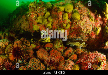 under water scenery with Strawberry-anemones, Corynactis californica Stock Photo