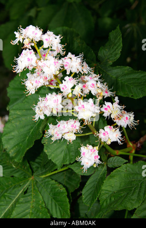 Close up of a Common Horse chestnut Aesculus hippocastanum tree twig with blossoms Stock Photo