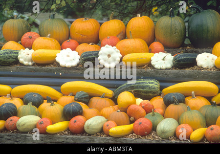 Visitors enjoy the autumn harvest display at Squirrel Kaka Amusement ...