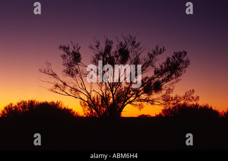 A tree in the Australian outback is silhouetted against the outback sky at sunset Stock Photo