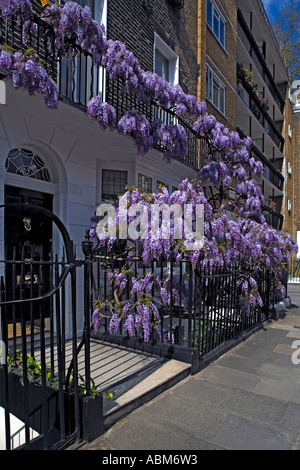 ^Wisteria-clad 'Des Res' [in a quiet corner of 'Marylebone']. London 'W1' Stock Photo