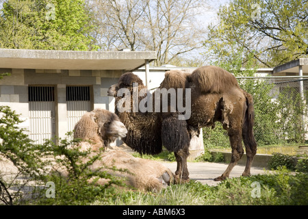 Bactrian Camel (Camelus Ferus Bactrianus), Berlin Zoo, Germany Stock Photo