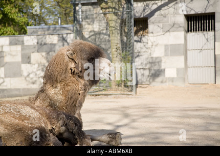 Bactrian Camel (Camelus Ferus Bactrianus), Berlin Zoo, Germany Stock Photo