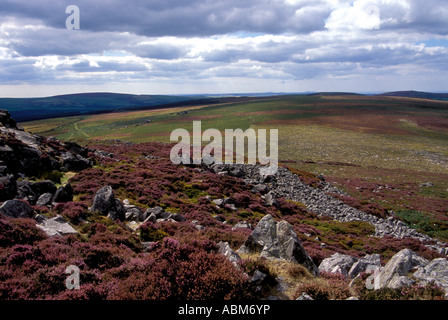 Heather on Carningli Mountain during spring, Newport Pembrokeshire, Wales, UK Stock Photo