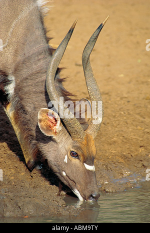 Female Nyala drinking Mkuzi Nature Reserve Zululand South Africa Stock Photo