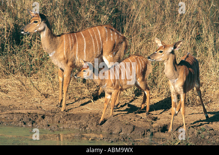 Three female Nyalas at the side of a pool Mkuzi Nature Reserve Zululand South Africa Stock Photo