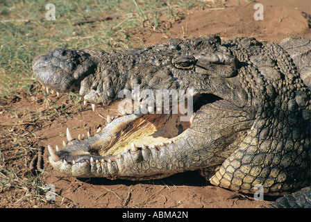 Nile Crocodile Croc World Farm Natal South Africa Its mouth is wide open showing the yellow lining Stock Photo