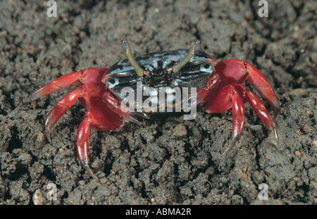 Fiddler Crab Natal Coast South Africa Stock Photo