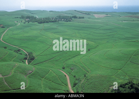 Aerial view of sugar cane plantations Natal Coast South Africa Indian ocean sea in the distance Stock Photo