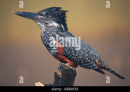 Giant Kingfisher Ceryle maxima perched on a tree stump Durban South Africa Stock Photo
