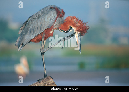 Goliath Heron perched on a stump and scratching itself Umgeni River mouth Durban South Africa Stock Photo