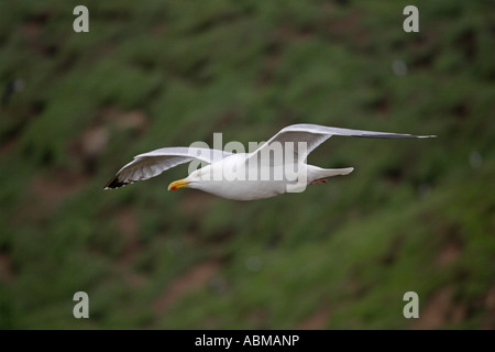 Herring Gull in flight Stock Photo