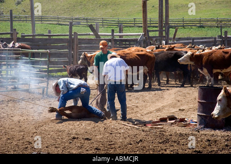 Cowboys branding cattle during a round up near Emmett Idaho Stock Photo