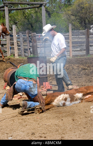 Cowboys branding cattle during a round up near Emmett Idaho Stock Photo