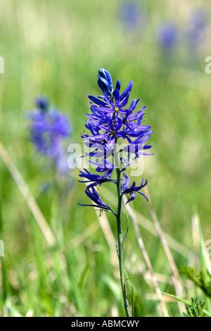 The bloom of a camas lily in Valley County Idaho Stock Photo