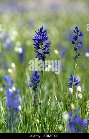 A mountain meadow of wildflowers including camas lily in Valley County Idaho Stock Photo