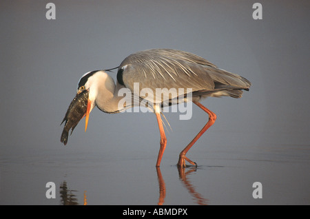 Grey Heron with a large fish it has just caught Umgeni River Mouth Durban South Africa Stock Photo