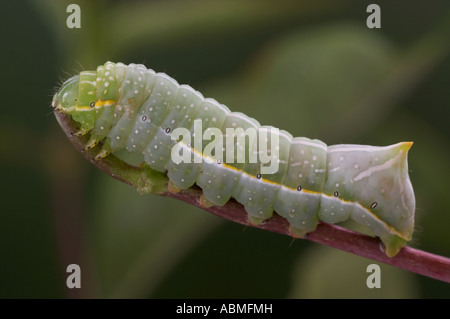 Copper Underwing larva - Amphipyra pyramidea