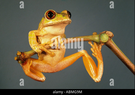 Green Tree Frog clinging to a twig Durban South Africa Stock Photo