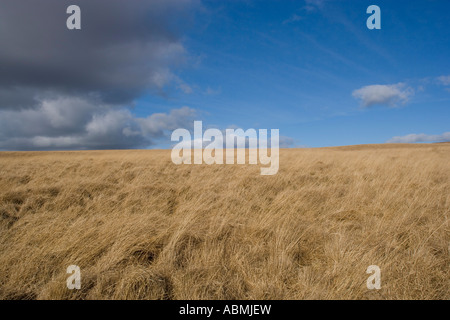 dead grasses on the West Pennine Moors in Lancashire blowing in the wind Stock Photo