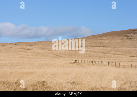 dead grasses on the West Pennine Moors in Lancashire blowing in the wind Stock Photo