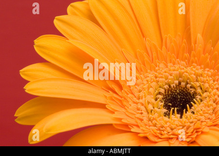 Single bloom of asteraceae against a red background Stock Photo