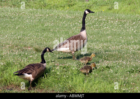 Two Canadian Geese parents and their goslings climbing out of the water. Stock Photo