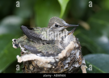 Anna's Hummingbird on 18