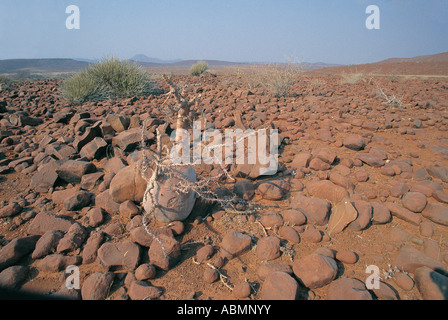 Bottle tree used medicinally by people of Kaokoveld Palmwag Damaraland Namibia Stock Photo