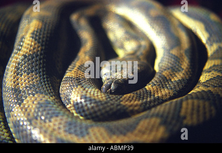 a diamond python snake coiled up asleep on laptop on the kitchen table Queensland Australia Stock Photo