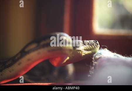 a diamond python snake moving on to the kitchen table in side my house Queensland Australia Stock Photo