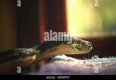 a diamond python snake moving on to the kitchen table in side my house Queensland Australia Stock Photo