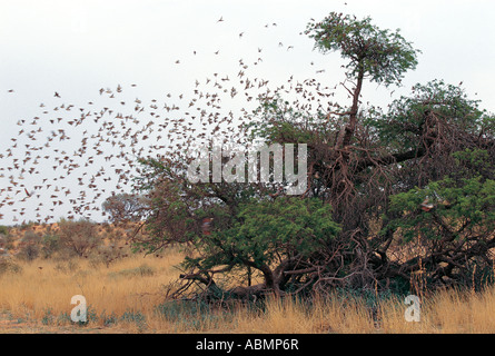 Red billed Quelea flock in Kalahari Gemsbok National Park North Cape South Africa Stock Photo