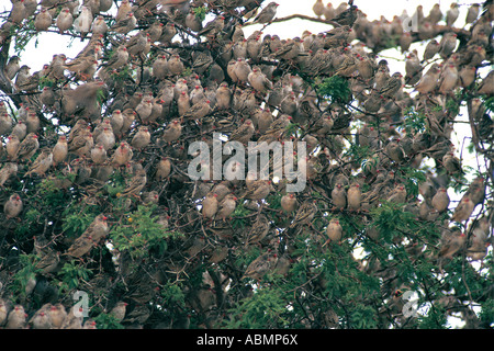 Red billed Quelea flock perched in a tree in Kalahari Gemsbok National Park North Cape South Africa Stock Photo