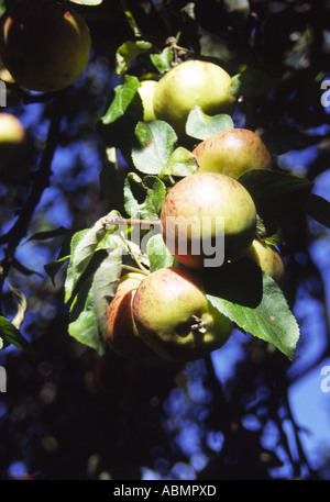 Sunlight Falls Ripe English Cox Apples (Malus Slyvestris) Hanging in tree, England, UK 2004 Stock Photo
