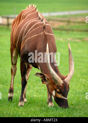 Eland (Taurotragus oryx) Longleat Safari Park Stock Photo