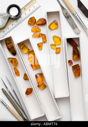 Fossilized Dominican amber with trapped insects polished pieces laid out for inspection Stock Photo