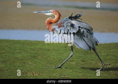 Goliath Heron Umgeni River mouth Durban South Africa The heron is walking with ruffled feathers and a vigorous stride Stock Photo